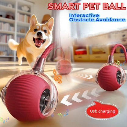 Interactive Cat & Dog Teaser Toy